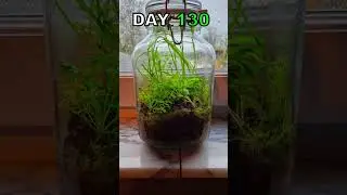 A jar of dirt 130 days later