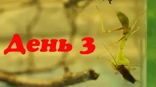 Жизнь богомола Богдана. День 3