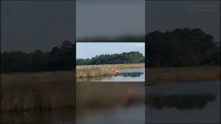 Rare flamingo sighting at Santee Coastal Reserve