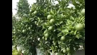 how to cultivate malta fruit