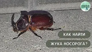 Как найти жука носорога?