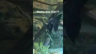 Unique fish spotted in St. Louis Aquarium, Missouri. Super fish