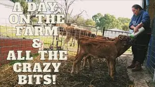 Animals are being CRAZY on the Farmstead today!