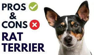 Revealing the Unexpected Pros & Cons Of the Rat Terrier: #AnimalPlatoon