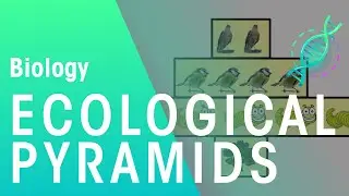 Ecological Pyramids | Ecology & Environment | Biology | FuseSchool