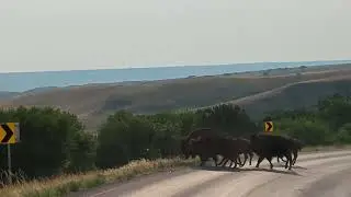 Badlands - Bison Crossing the Road