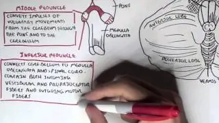 Cerebellum