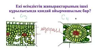 11 класс. Биология. С3 және С4 өсімдіктерінің анатомиясы