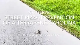 STREET PIZZA PREVENTION OF A TERRAPENE CAROLINA