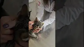 КОТЁНОК АСЯ В ПОИСКАХ ДОМА 