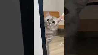 #прикол