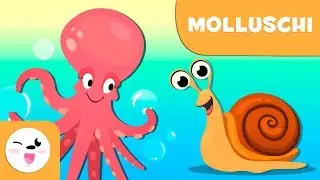 I molluschi per bambini - Animali invertebrati - Scienze naturali per bambini