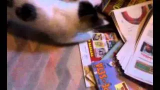 Misu the Cat playing around with a Techdeck skateboard