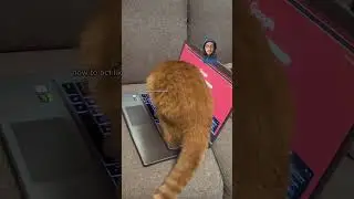 My cat just reached peak brain rot…