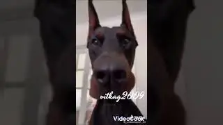Доберман🐾 эдит для канала FIRE_EDITS_567🐾🤩💝