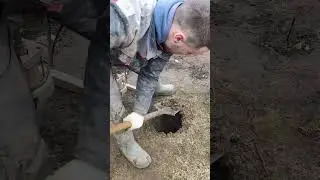 Бурим абиссинку с чайками 