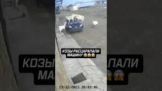 Козлы расцарапали машину в Махачкале 😣