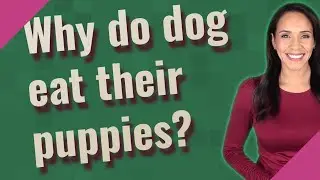 Why do dog eat their puppies?