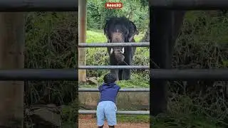 Baby Elephant- Konni