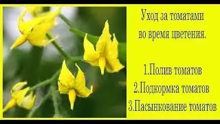 Уход за помидорами во время цветения. Сад и огород выпуск 234