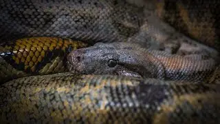 The Anaconda | Heavyweight of Snakes #anacondasnake