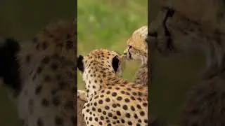 Running with the World's Fastest Animal The Majestic Cheetah