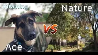 SERVICE DOG GOES ON NATURE WALK + TRAINING VLOG