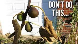 Don't Let Your Fig Tree Die this Winter