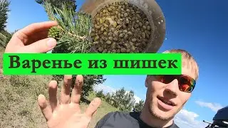 Варенье из сосновых шишек