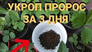 ОШПАРЬТЕ СЕМЕНА КИПЯТКОМ И ОНИ ПРОРАСТУТ ЗА ТРИ ДНЯ