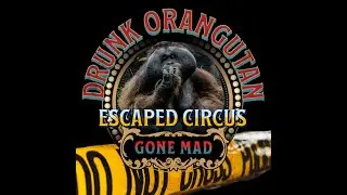 The Shocking Horror Of A Moonshine Drinking Orangutan Gone Mad