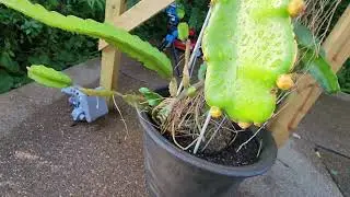 Dragon Fruit Flower Bud - 3 days