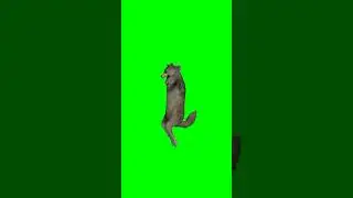 Танцующий Волк 🐺ИХВИЛЬНИХТ ТРЕНД 2023🔥 