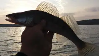 Лучший раттлин ! ! !

Раттлин Calibra Zip Baits