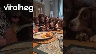 Hungry Hungry Spaniels || ViralHog