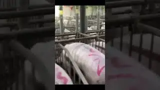 care of pigs that eat pigs 