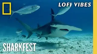 Relax with 5 Minutes of HD Ocean Footage | Lofi Stress Relief | Sharkfest