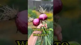 When to Harvest Onions For Maximum STORAGE Life!! #gardening #onion