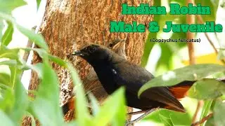 Indian robin Male and Juvenile / Indian Robin Bird Video / Copsychus fulicatus / Robin Bird Video