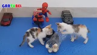 Meal Challenge With 3 Cute Kittens - Funny Cats Videos Date 16/02/2023