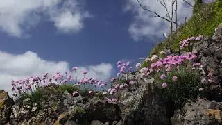 Relaxing Nature Sounds - Birds Chirping & Sea Breeze - 5 Min. Mindfulness Meditation Birdsong Sound