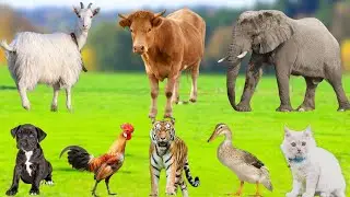 Distinguishing The Sounds of Farm Animals : Chicken, Duck, Cow, Pig, Goat, Dog, Cat - Animal Moments