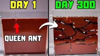 I Raised a Mail Order Ant Colony For 300 Days...