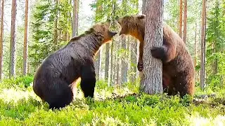 12 Craziest Bear Fights Ever Caught on Camera!