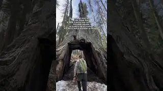 Everyone should see these before they die. #giantsequoia #yosemite #travel #nature