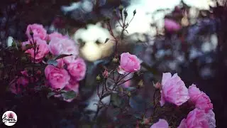 🌺 Beautiful Blooming Flower Time Lapse Music, Relax Music, Calm music, Yoga music, Stress Relief🎼