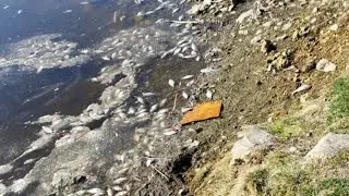 Крутой рыбий мор под Екатеринбургом