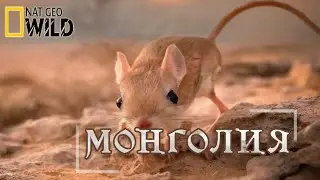 Дикая Монголия - Выжившие в пустыне. Дикие животные. 