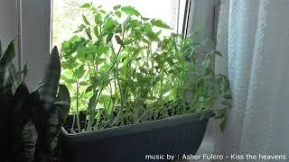 Timelapse of Tomatoes reviving after being watered