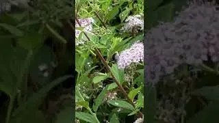 Шмель в парке Баумана в Москве . 23.06. 2023.. за день до похода на Москву